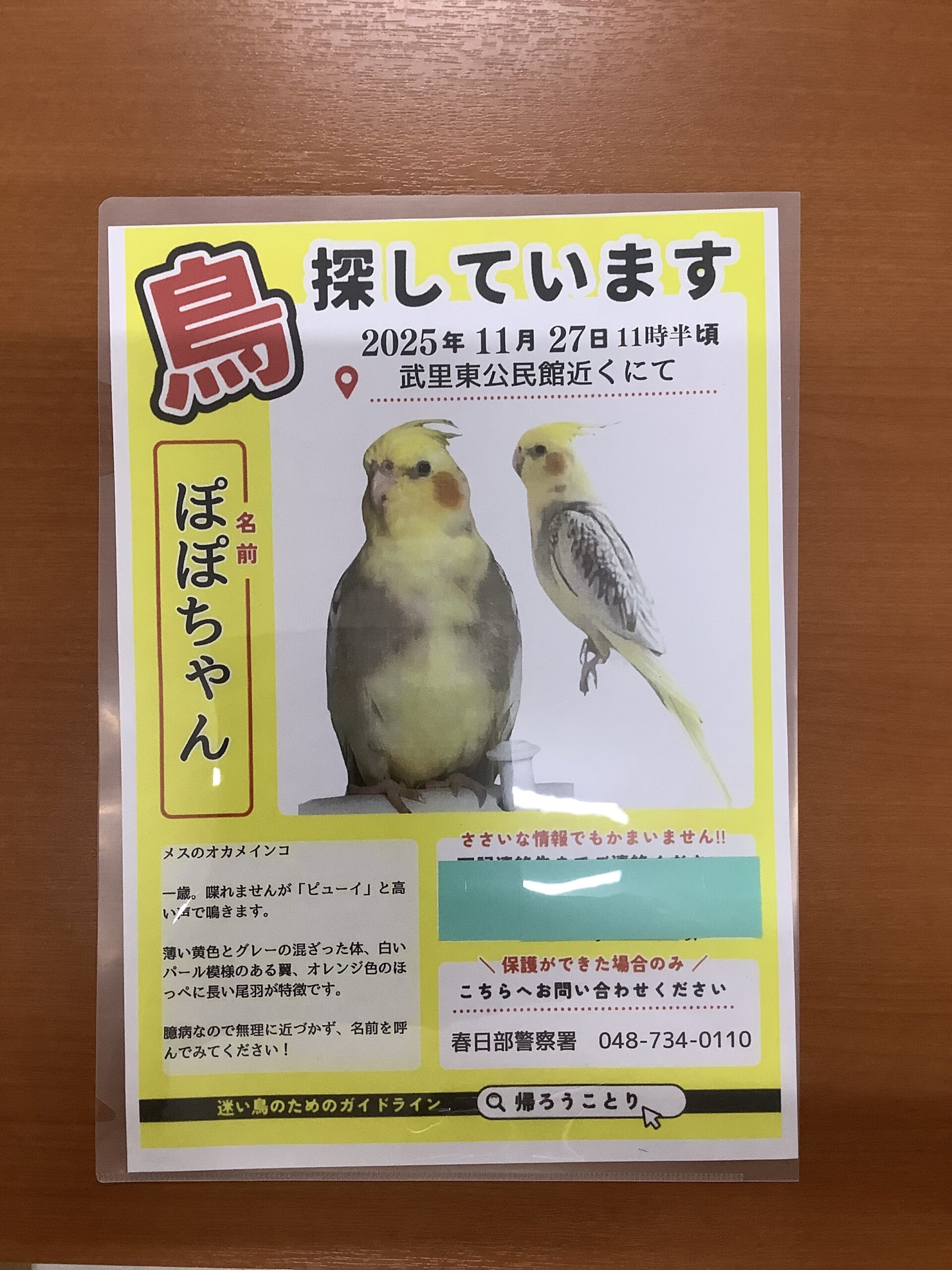 オカメインコ 迷子のオカメインコちゃん | あず小鳥の診療所