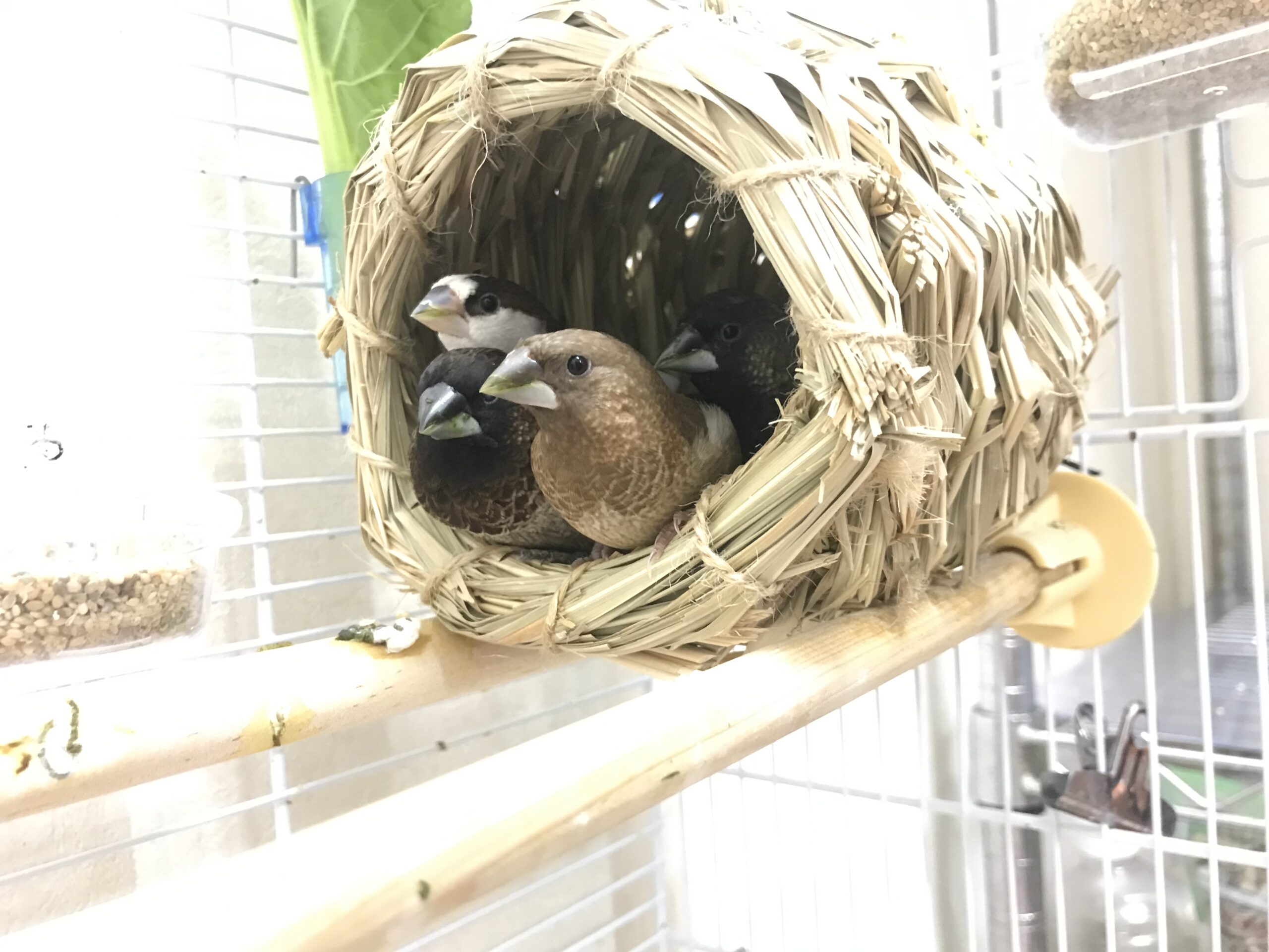 2/16(月)〜2/20(金)の予約の空き状況